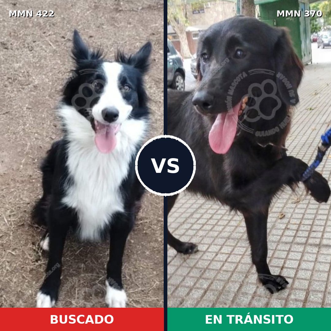 Comparativa MMS 7653: mascota perdida y mascota encontrada, 61% de similitud