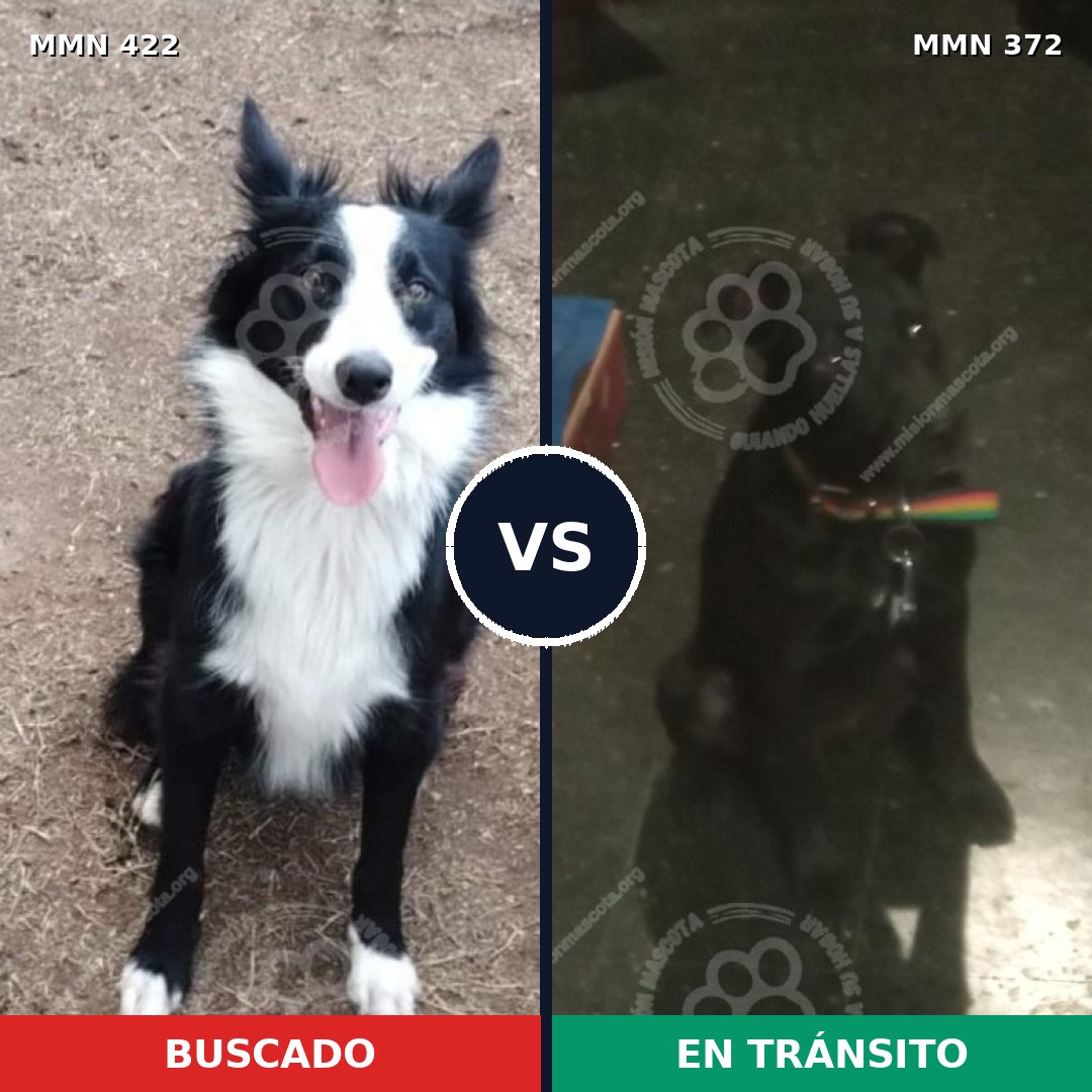 Comparativa MMS 7654: mascota perdida y mascota encontrada, 65% de similitud