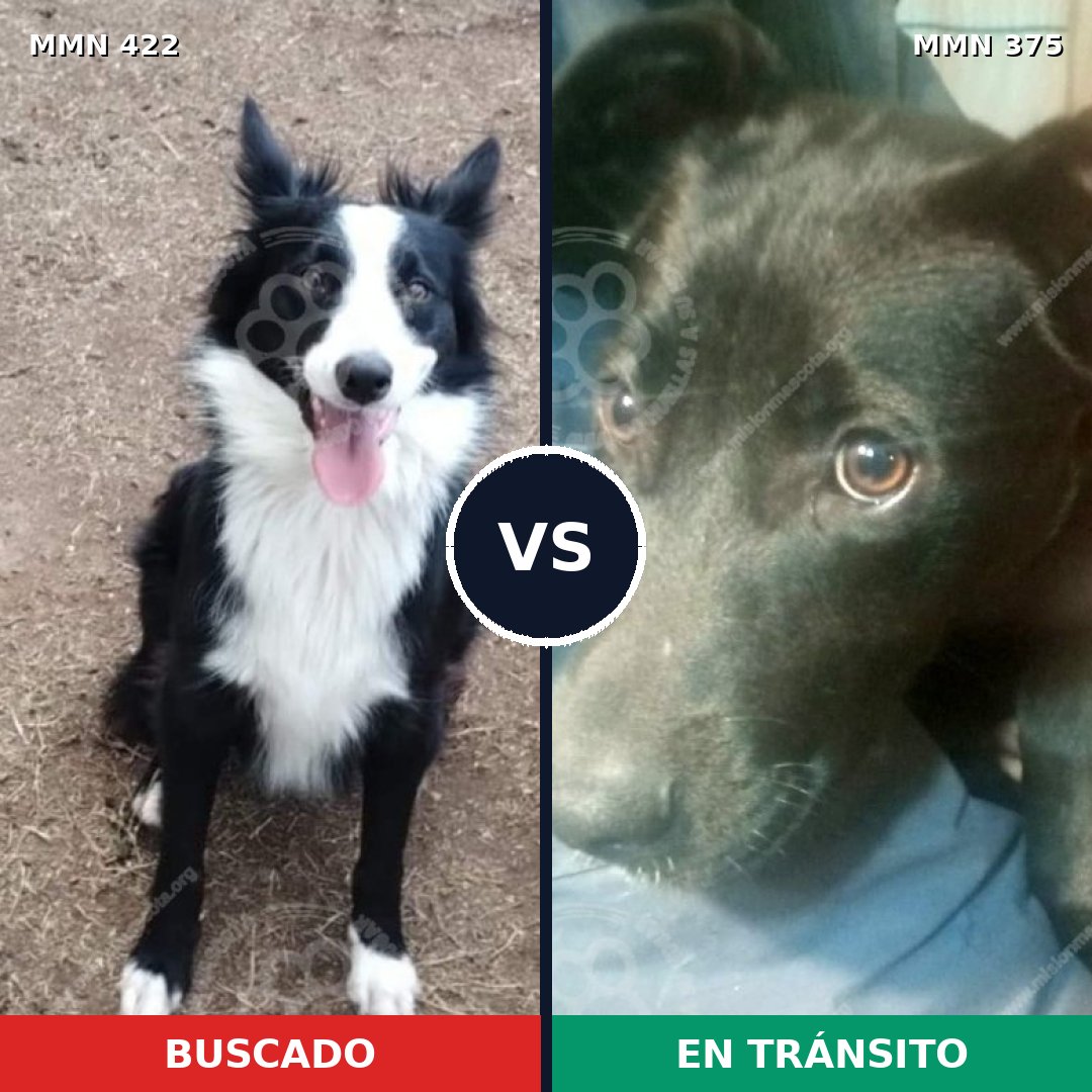 Comparativa MMS 7655: mascota perdida y mascota encontrada, 59% de similitud