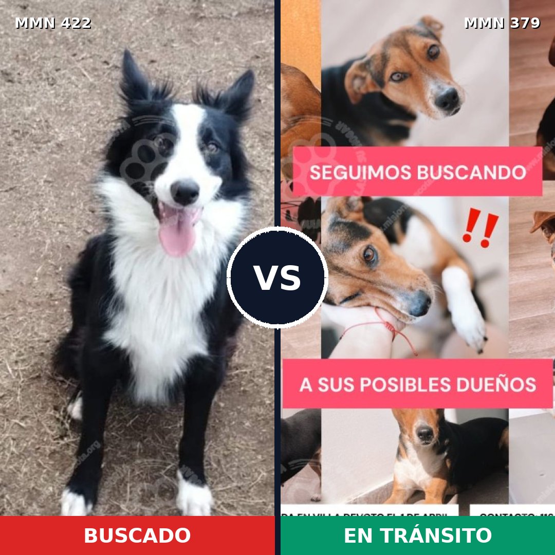 Comparativa MMS 7656: mascota perdida y mascota encontrada, 58% de similitud