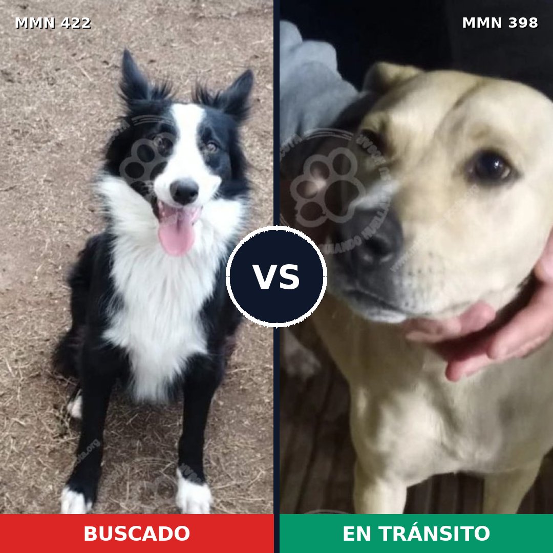 Comparativa MMS 7658: mascota perdida y mascota encontrada, 44% de similitud