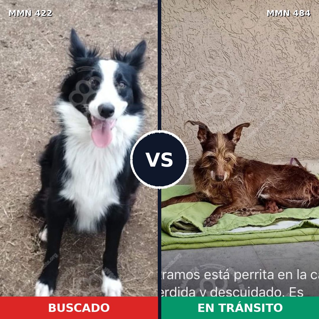 Comparativa MMS 7660: mascota perdida y mascota encontrada, 47% de similitud