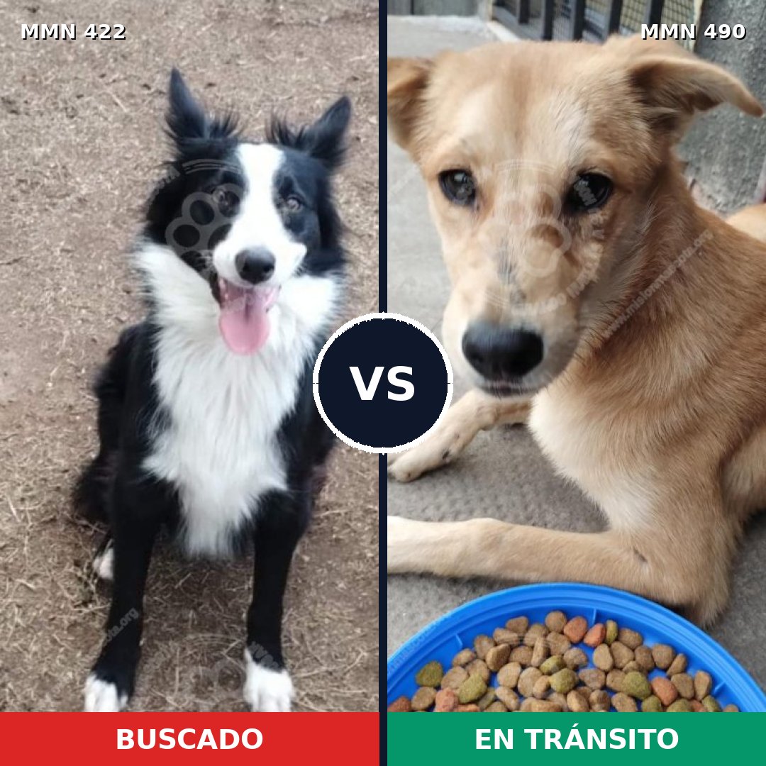 Comparativa MMS 7662: mascota perdida y mascota encontrada, 31% de similitud