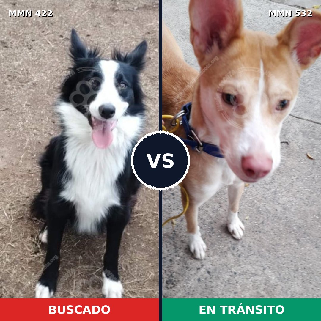 Comparativa MMS 7663: mascota perdida y mascota encontrada, 47% de similitud