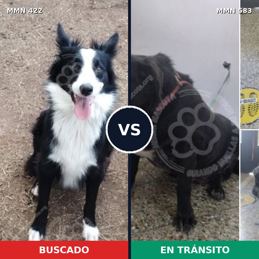 Comparativa MMS 7664: mascota perdida y mascota encontrada, 66% de similitud