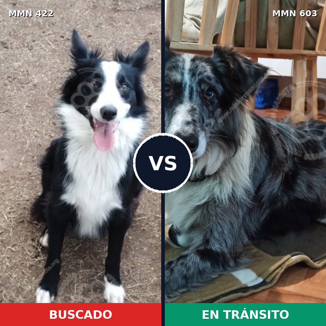 Comparativa MMS 7665: mascota perdida y mascota encontrada, 71% de similitud