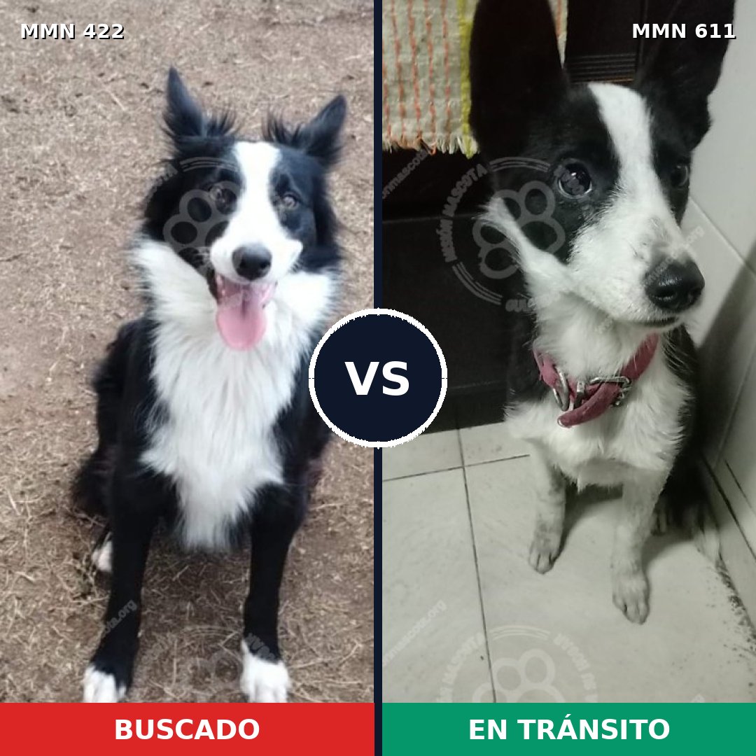 Comparativa MMS 7666: mascota perdida y mascota encontrada, 67% de similitud