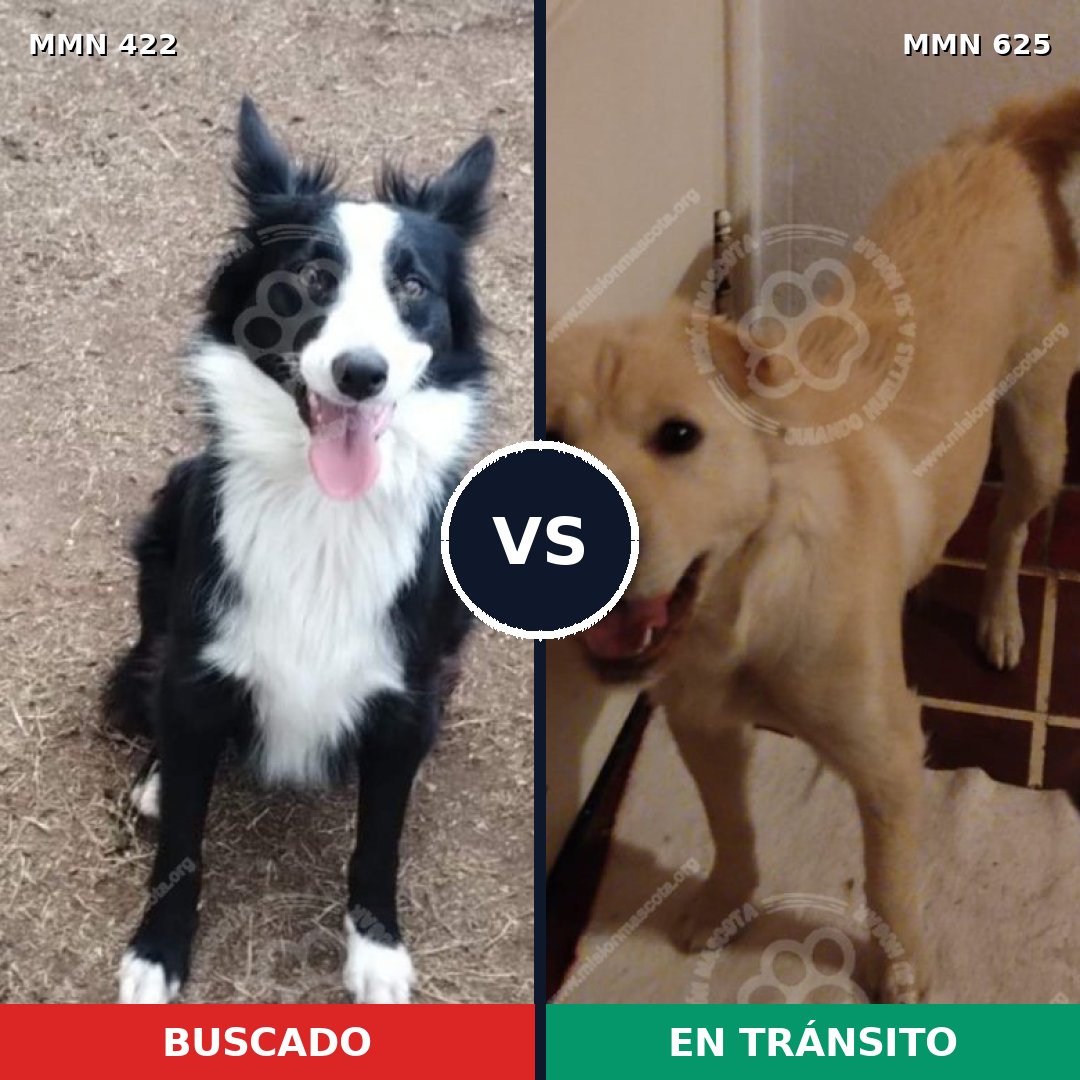 Comparativa MMS 7667: mascota perdida y mascota encontrada, 45% de similitud