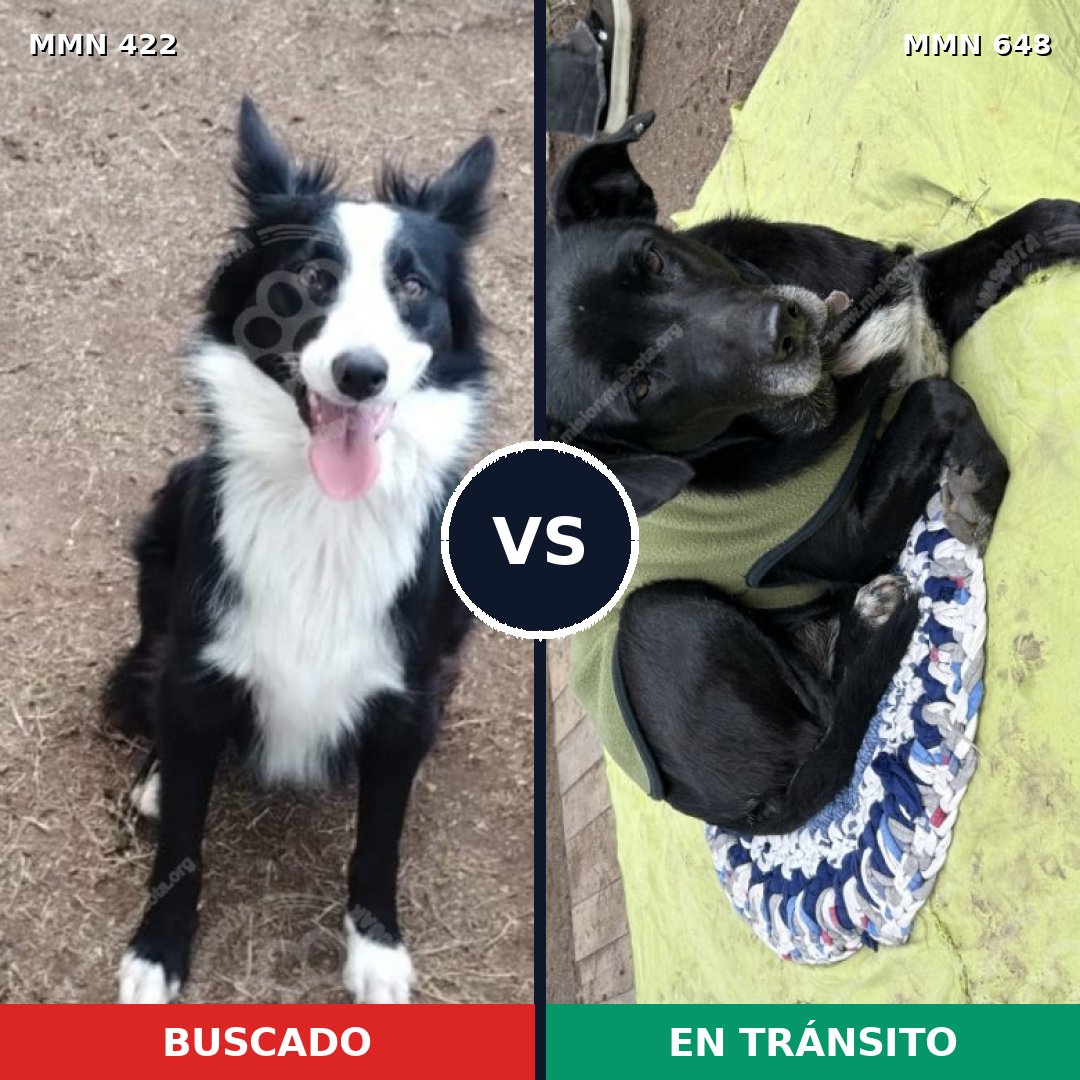 Comparativa MMS 7668: mascota perdida y mascota encontrada, 66% de similitud