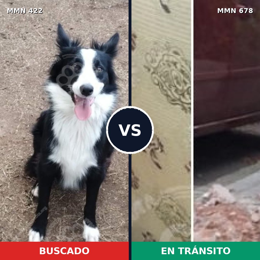 Comparativa MMS 7669: mascota perdida y mascota encontrada, 55% de similitud