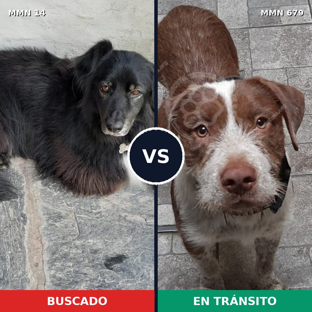 Comparativa MMS 767: mascota perdida y mascota encontrada, 74% de similitud