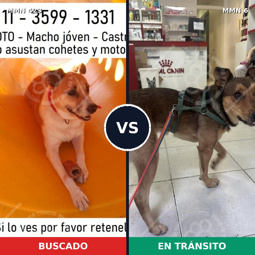 Comparativa MMS 7670: mascota perdida y mascota encontrada, 73% de similitud