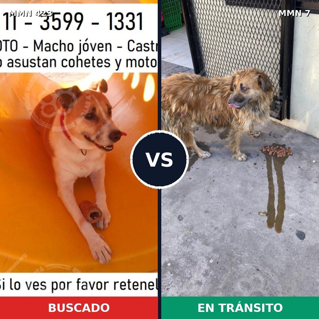 Comparativa MMS 7671: mascota perdida y mascota encontrada, 60% de similitud