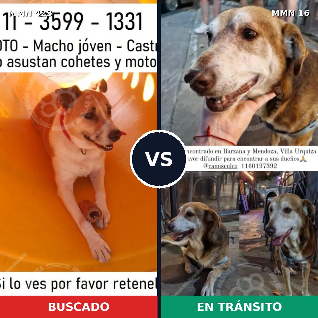 Comparativa MMS 7672: mascota perdida y mascota encontrada, 73% de similitud