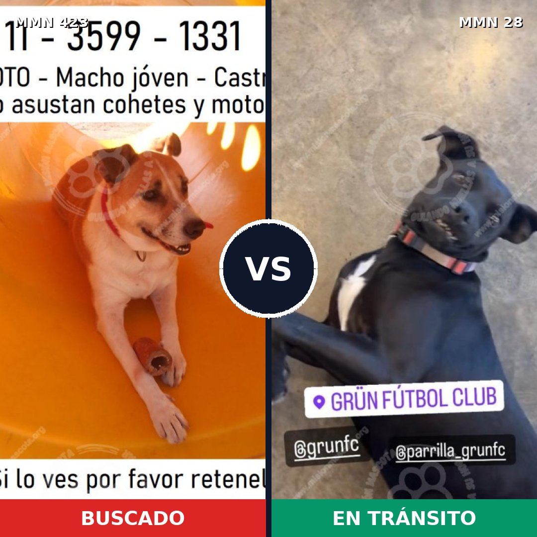 Comparativa MMS 7673: mascota perdida y mascota encontrada, 77% de similitud