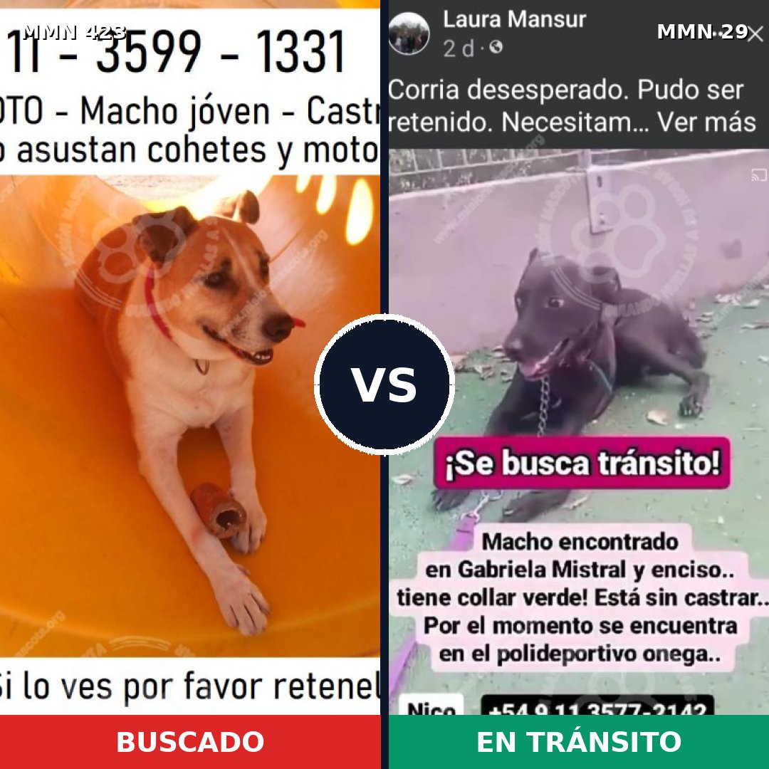 Comparativa MMS 7674: mascota perdida y mascota encontrada, 57% de similitud