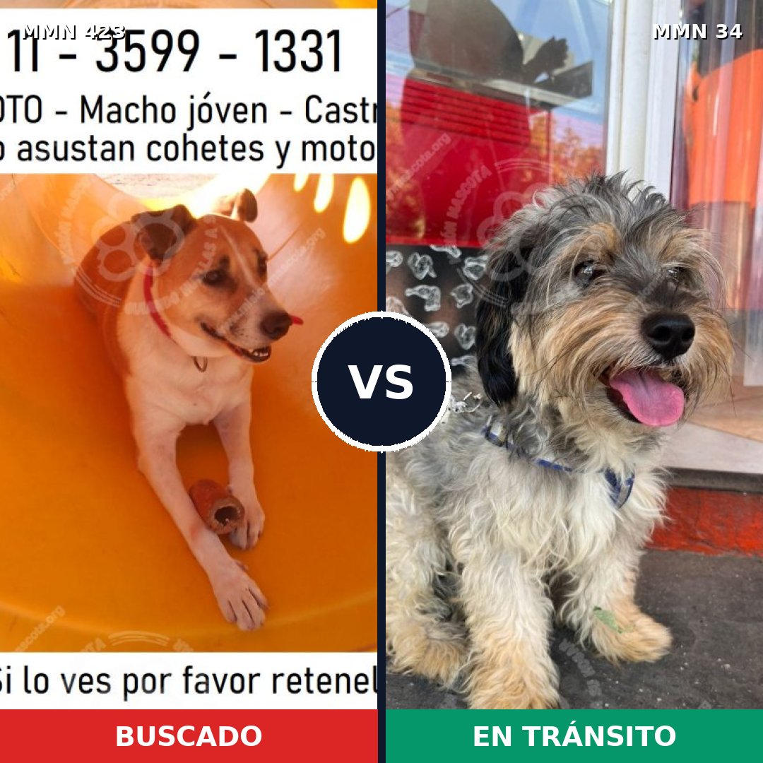 Comparativa MMS 7676: mascota perdida y mascota encontrada, 62% de similitud