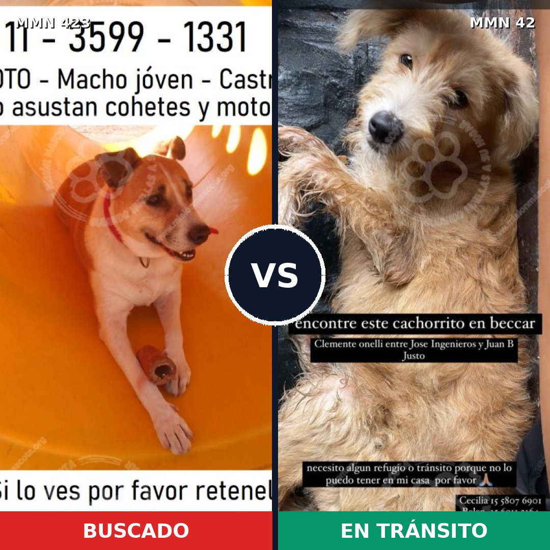 Comparativa MMS 7677: mascota perdida y mascota encontrada, 73% de similitud