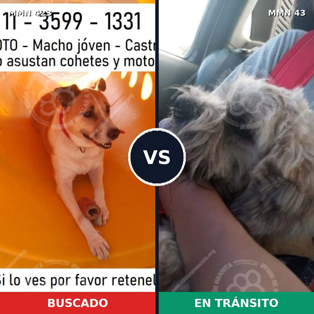 Comparativa MMS 7678: mascota perdida y mascota encontrada, 64% de similitud
