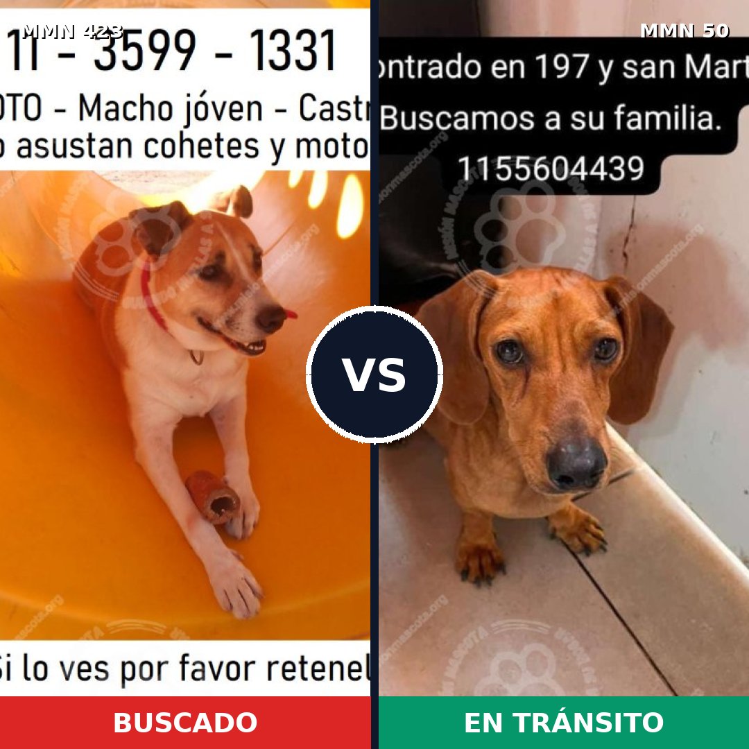Comparativa MMS 7679: mascota perdida y mascota encontrada, 29% de similitud