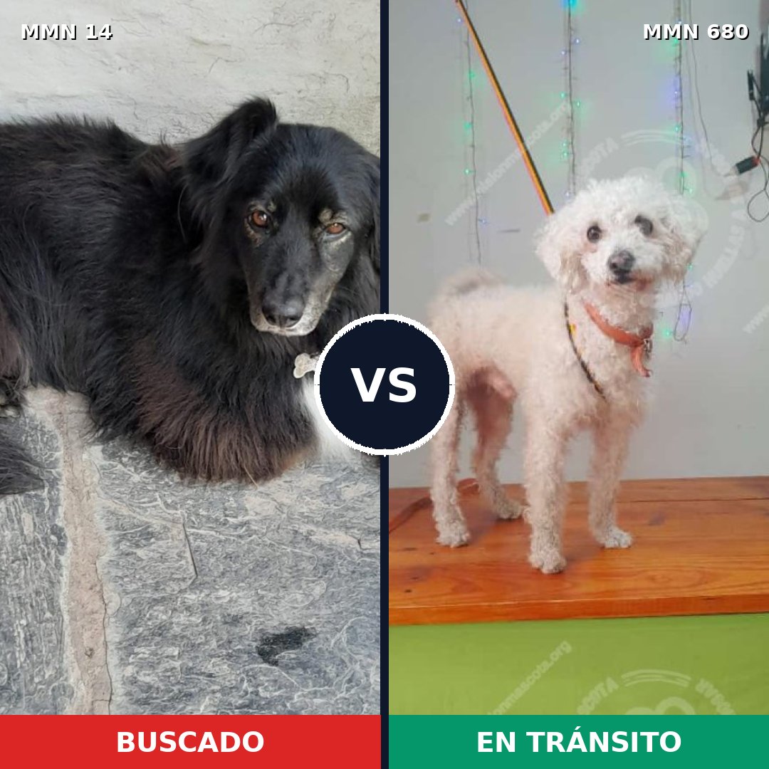 Comparativa MMS 768: mascota perdida y mascota encontrada, 26% de similitud