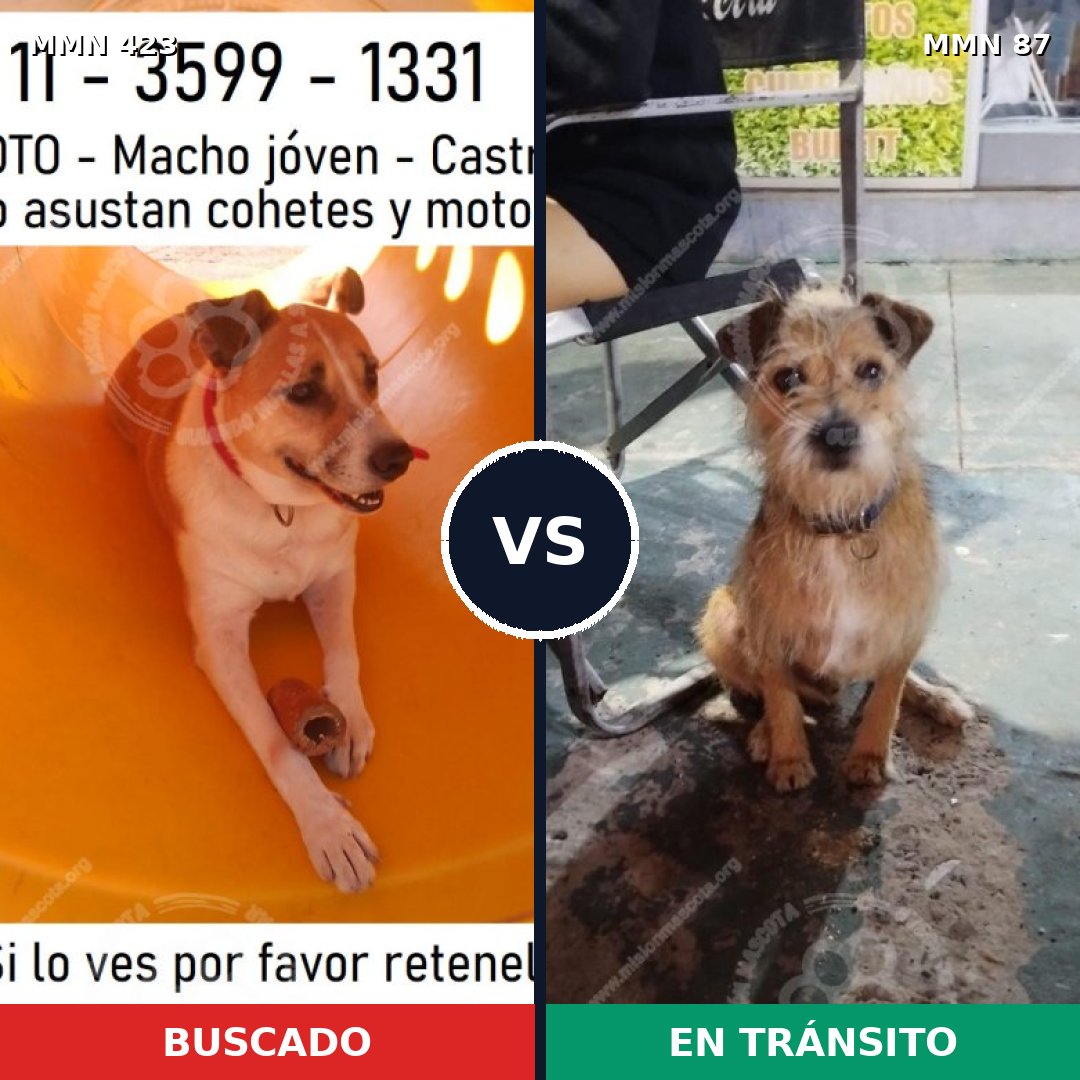 Comparativa MMS 7681: mascota perdida y mascota encontrada, 76% de similitud