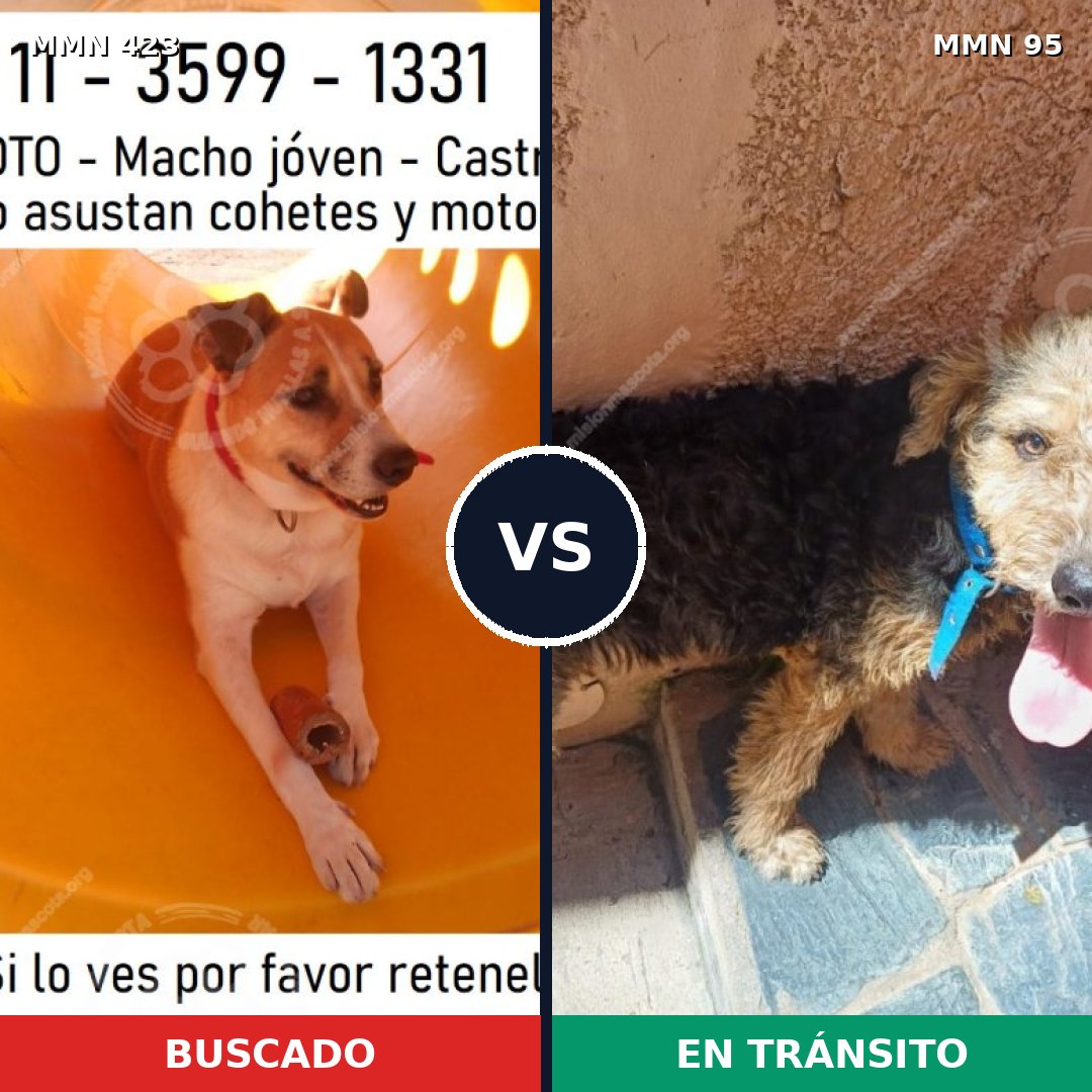 Comparativa MMS 7682: mascota perdida y mascota encontrada, 73% de similitud