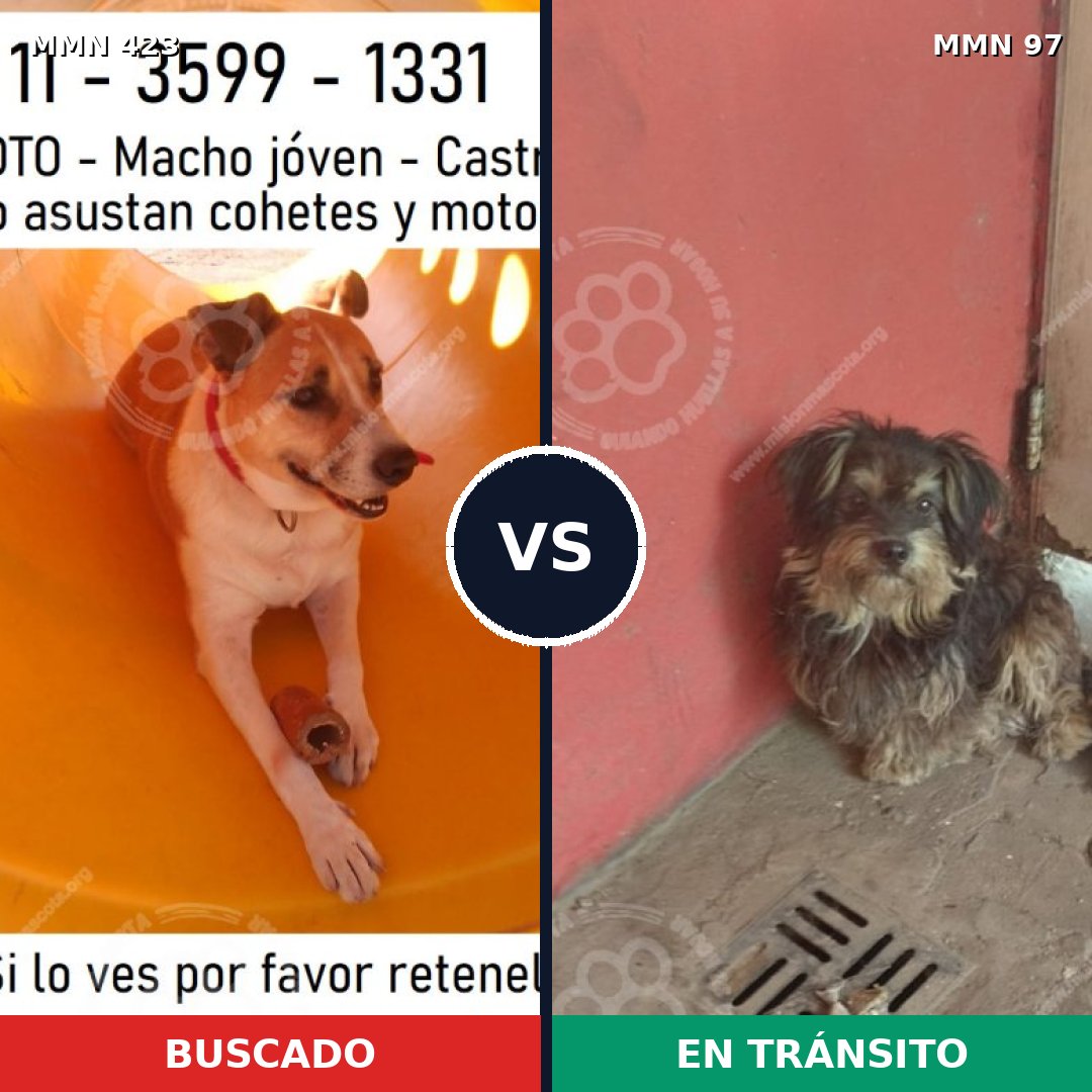 Comparativa MMS 7683: mascota perdida y mascota encontrada, 60% de similitud