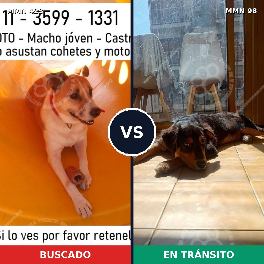 Comparativa MMS 7684: mascota perdida y mascota encontrada, 67% de similitud