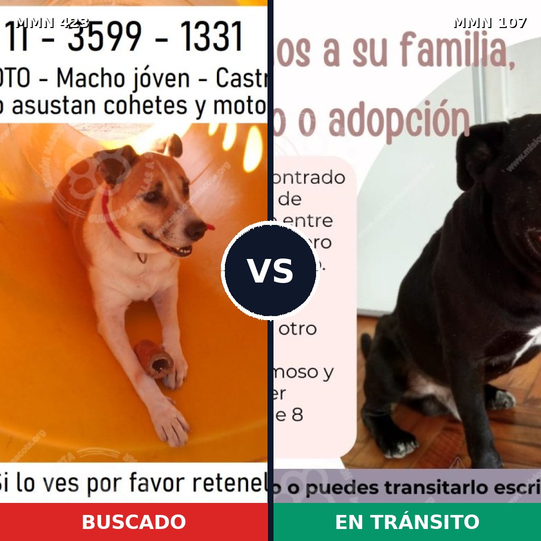 Comparativa MMS 7685: mascota perdida y mascota encontrada, 74% de similitud