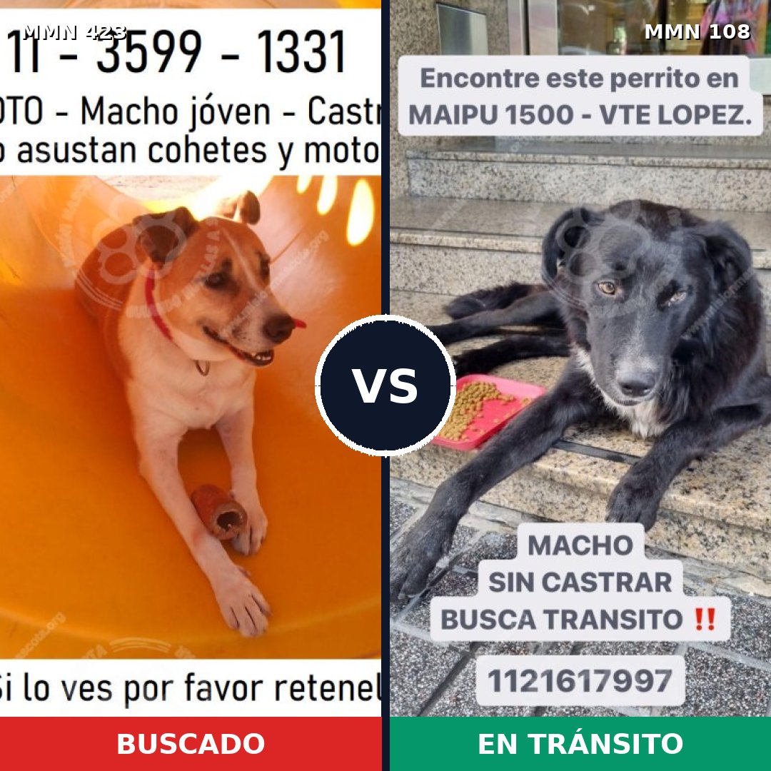 Comparativa MMS 7686: mascota perdida y mascota encontrada, 76% de similitud