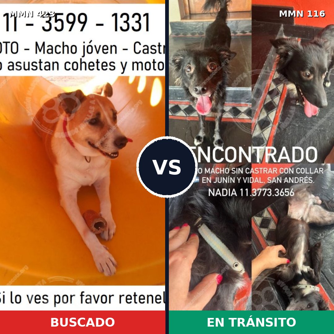 Comparativa MMS 7688: mascota perdida y mascota encontrada, 79% de similitud