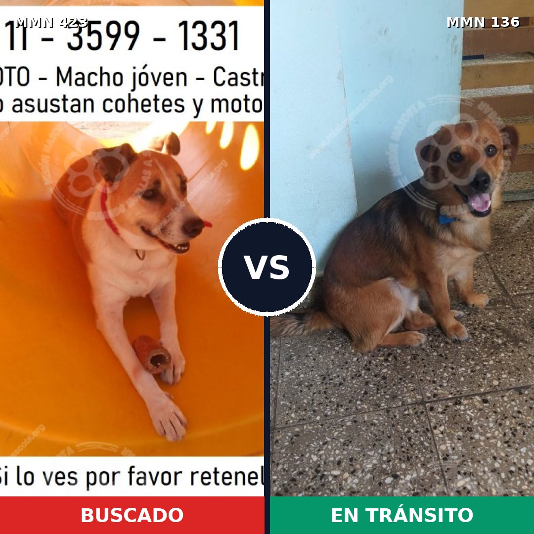 Comparativa MMS 7689: mascota perdida y mascota encontrada, 69% de similitud