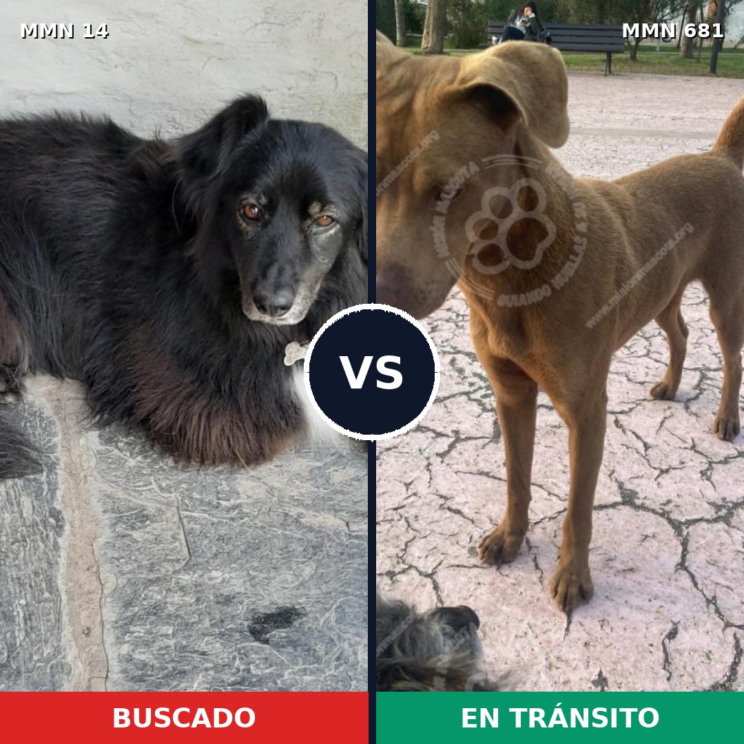 Comparativa MMS 769: mascota perdida y mascota encontrada, 40% de similitud