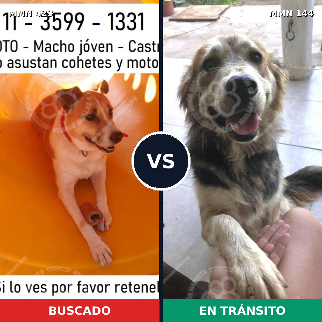 Comparativa MMS 7690: mascota perdida y mascota encontrada, 72% de similitud