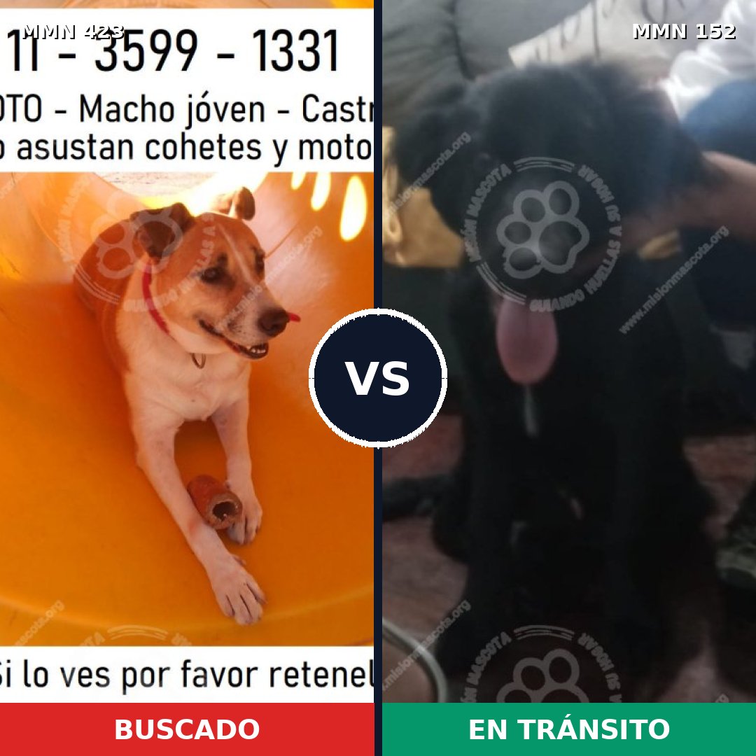Comparativa MMS 7691: mascota perdida y mascota encontrada, 71% de similitud