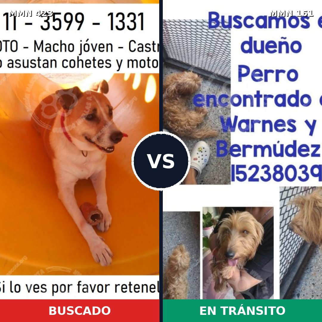 Comparativa MMS 7693: mascota perdida y mascota encontrada, 81% de similitud