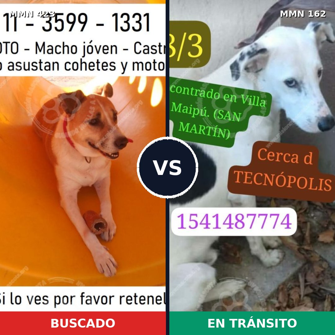 Comparativa MMS 7694: mascota perdida y mascota encontrada, 73% de similitud