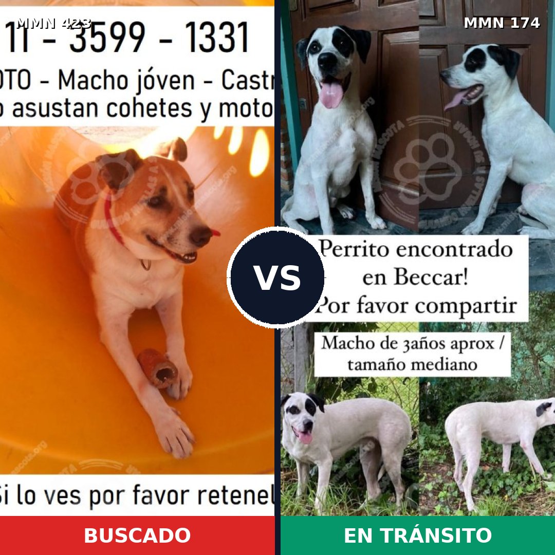 Comparativa MMS 7695: mascota perdida y mascota encontrada, 71% de similitud