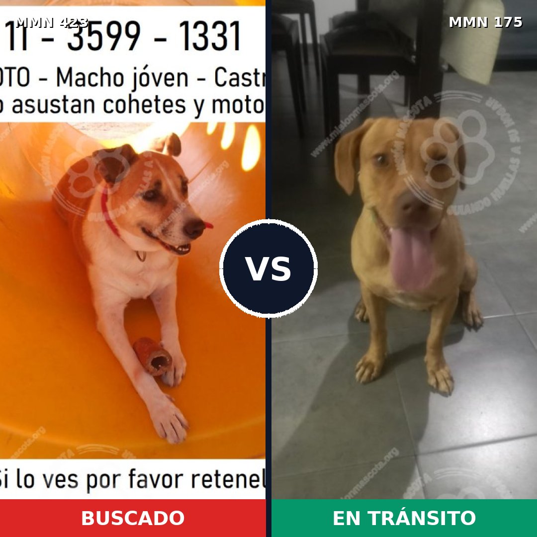 Comparativa MMS 7696: mascota perdida y mascota encontrada, 70% de similitud
