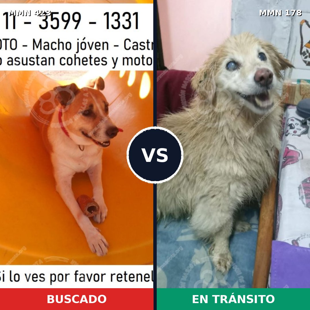 Comparativa MMS 7697: mascota perdida y mascota encontrada, 80% de similitud