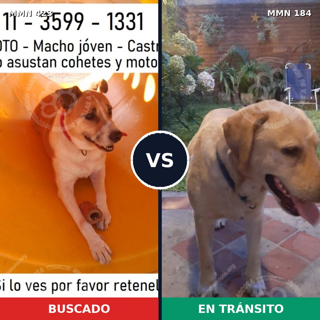 Comparativa MMS 7698: mascota perdida y mascota encontrada, 63% de similitud