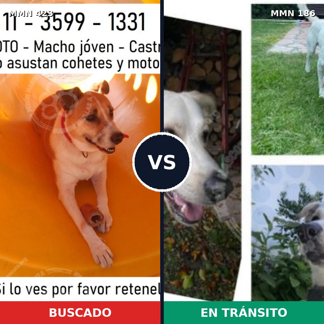Comparativa MMS 7699: mascota perdida y mascota encontrada, 67% de similitud