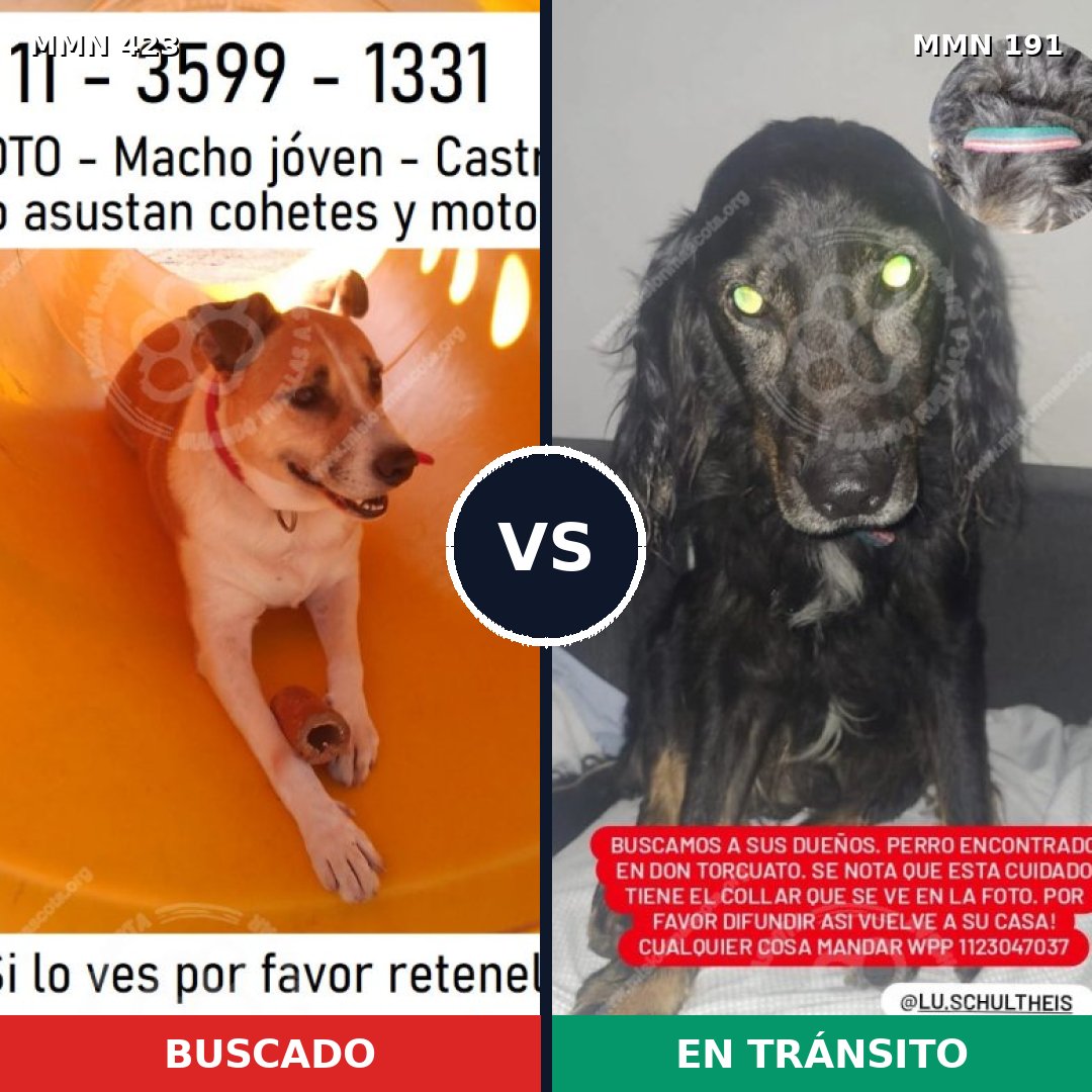 Comparativa MMS 7700: mascota perdida y mascota encontrada, 79% de similitud