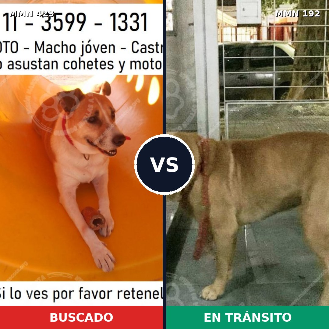 Comparativa MMS 7701: mascota perdida y mascota encontrada, 55% de similitud