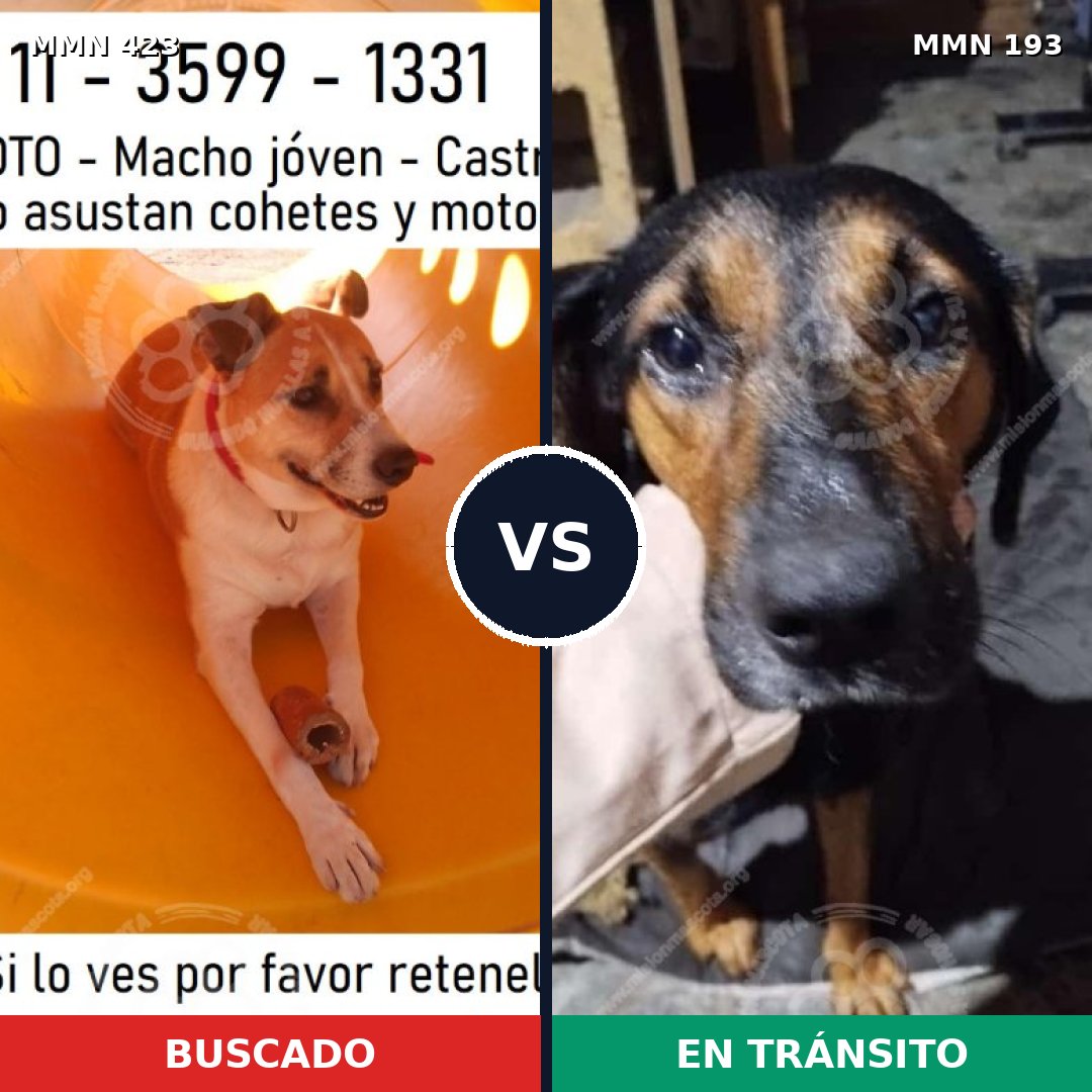 Comparativa MMS 7702: mascota perdida y mascota encontrada, 69% de similitud