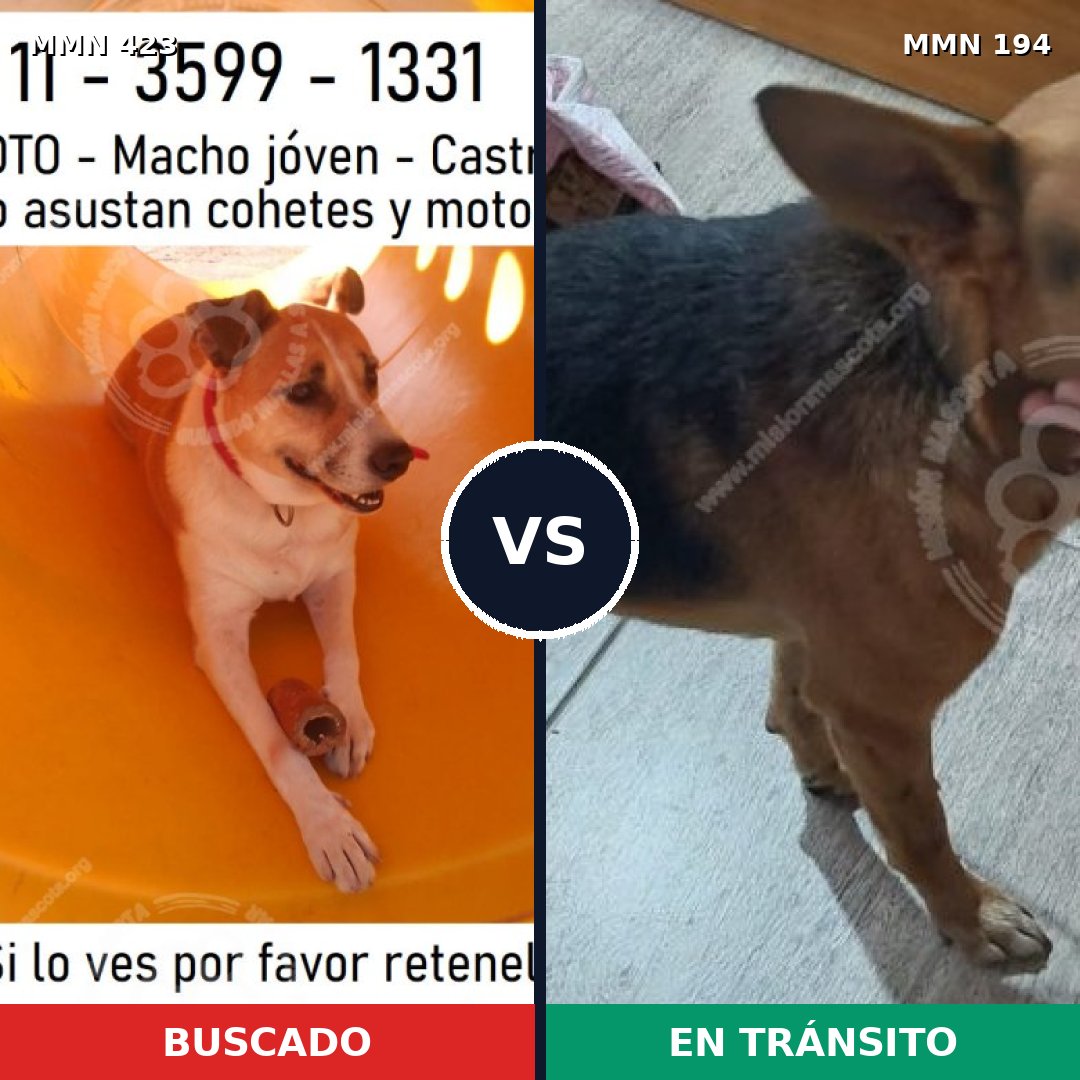 Comparativa MMS 7703: mascota perdida y mascota encontrada, 74% de similitud