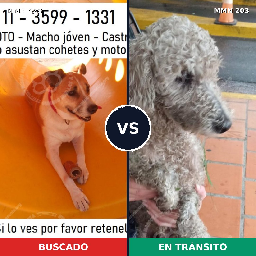 Comparativa MMS 7704: mascota perdida y mascota encontrada, 35% de similitud