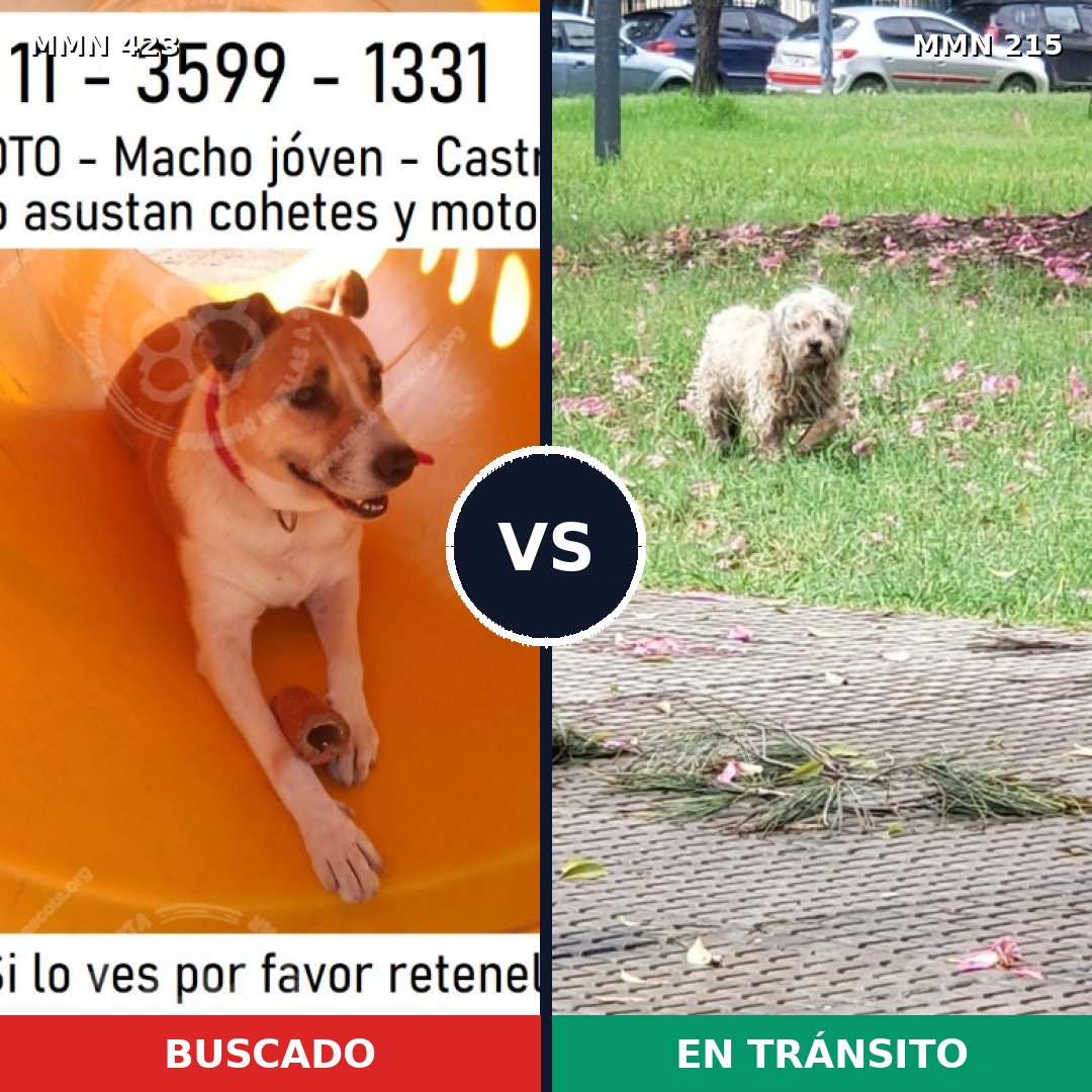 Comparativa MMS 7705: mascota perdida y mascota encontrada, 69% de similitud