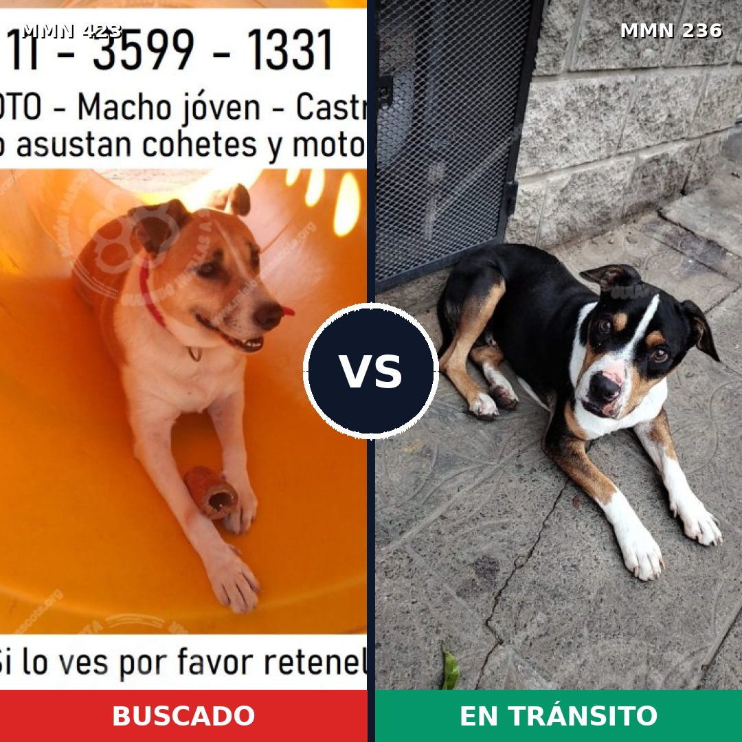 Comparativa MMS 7706: mascota perdida y mascota encontrada, 43% de similitud